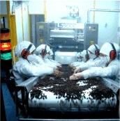 Procesado de Pasas - processed raisins