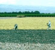 Secado de Pasas - dried raisins