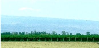 plantaciones COVINO S.A.